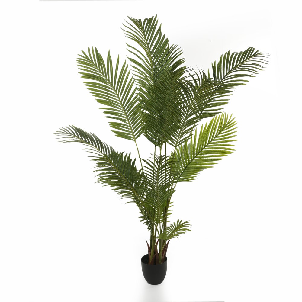 ورق شقائق النعمان X17 محفوظ بوعاء، أخضر - 170 سم